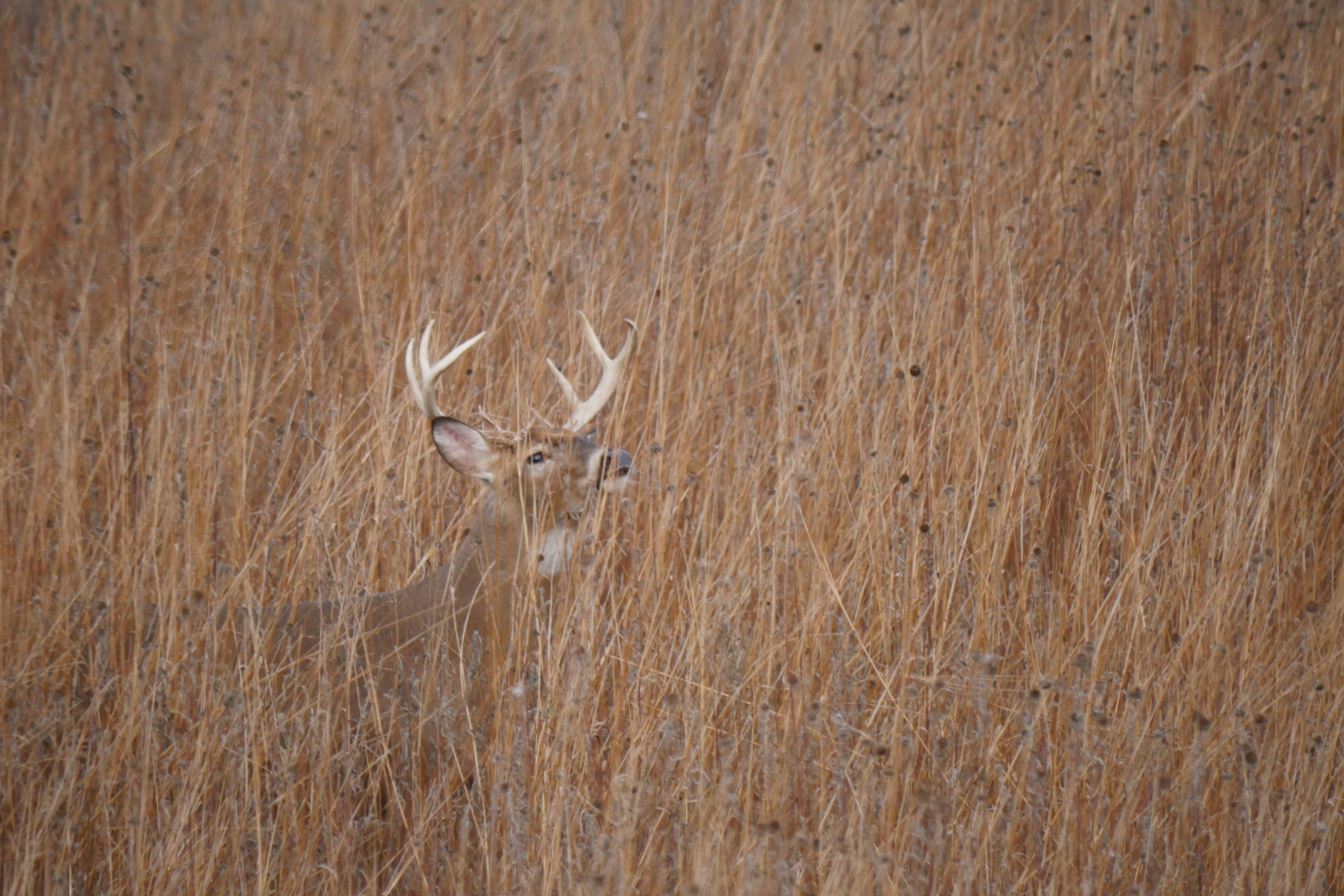 Whitetail Hunting Gear