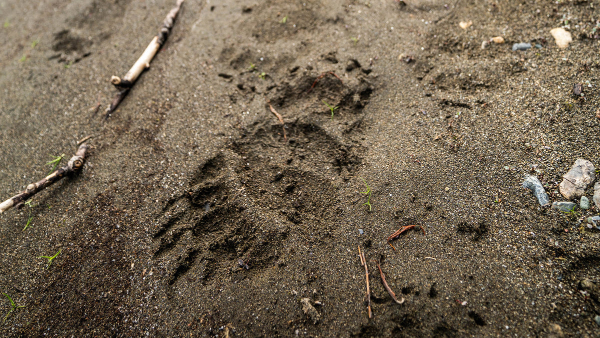 The Best Rest for Bear Hunting