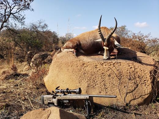 Twall113 - African Plains Impala Hunt