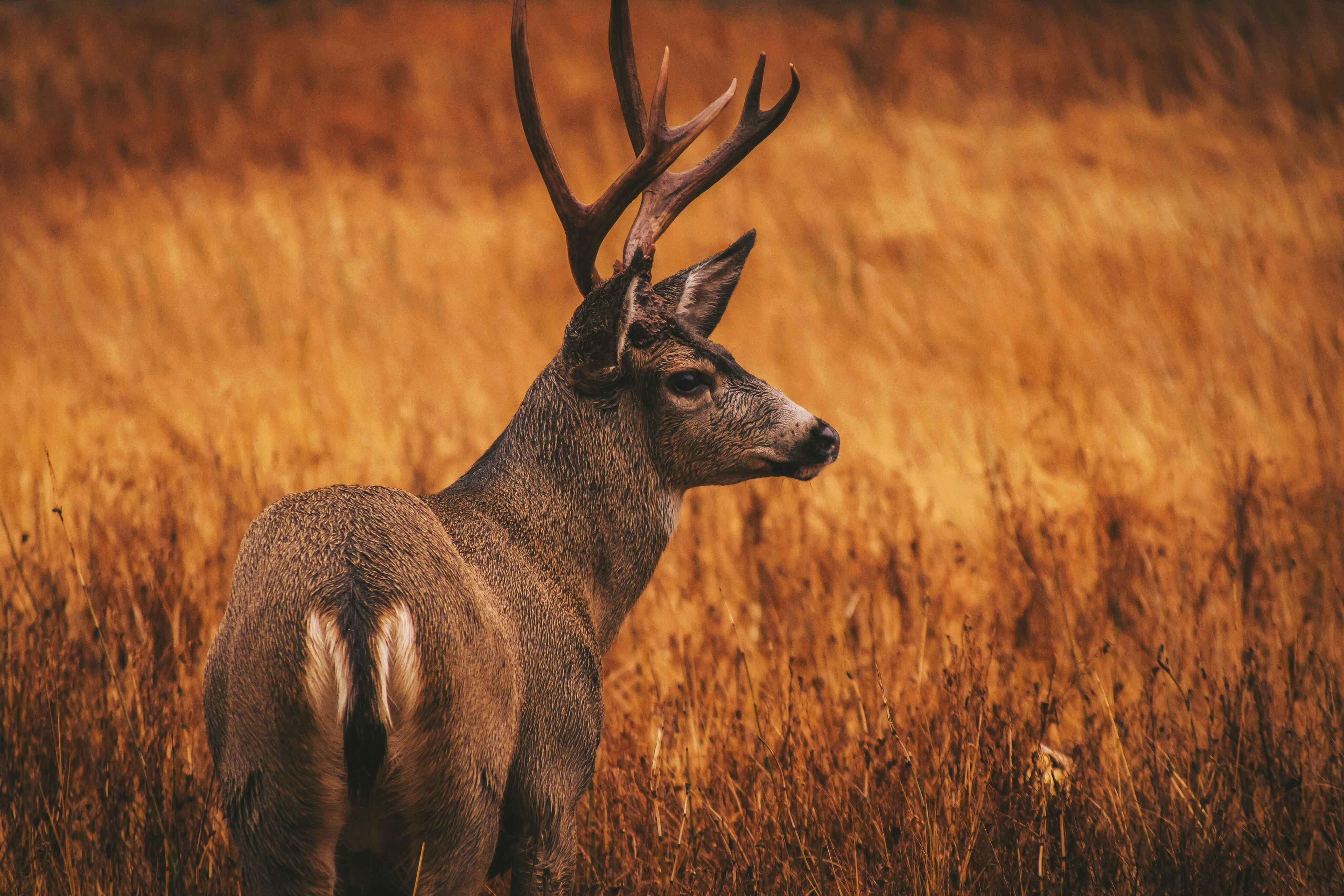 Blacktail Hunting Gear