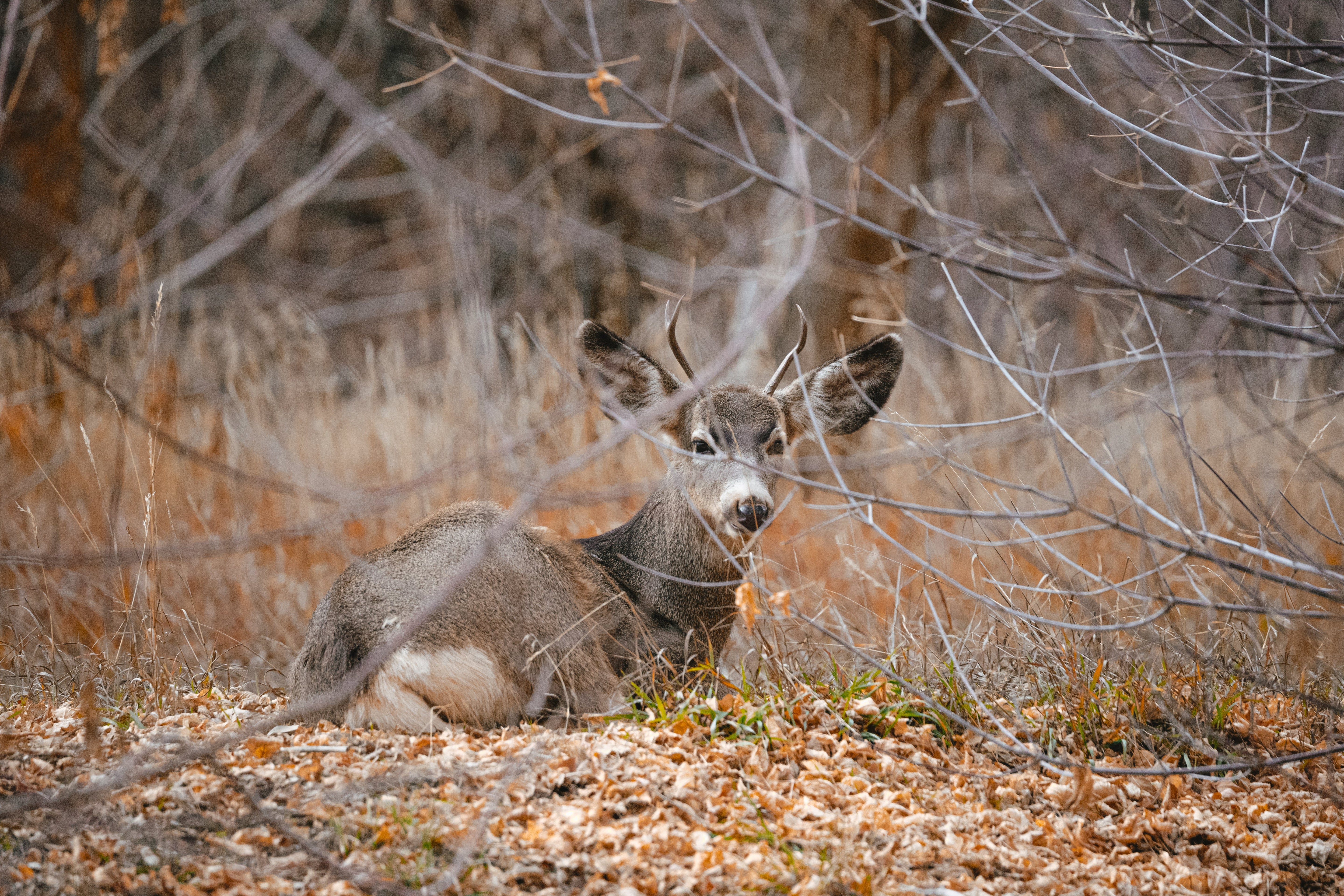 Mule Deer Hunting Gear